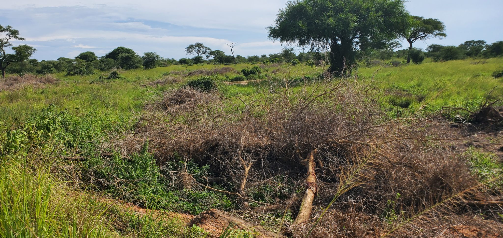 Restoring the Wild – Fighting Invasive Species to save Uganda’s ...