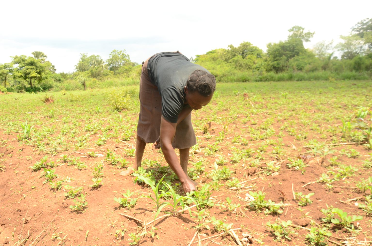 Weeding Groundnuts The Invisible Harvest: The Unseen Struggle of Women Farmers in a ...