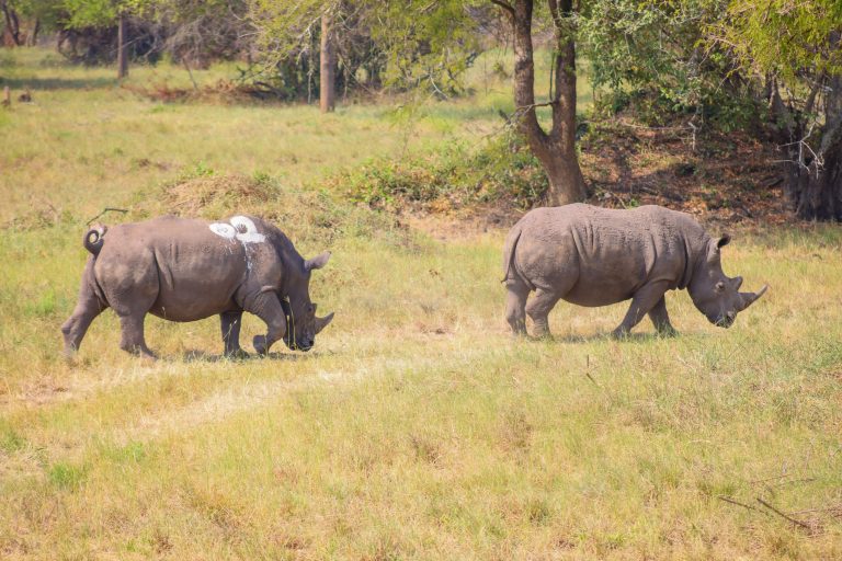Rhinos Return to Ajai: Uganda Marks Historic Wildlife Comeback After Four Decades