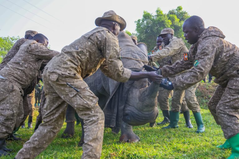 Uganda Begins Historic Return of Rhinos to Kidepo After 43 Years.