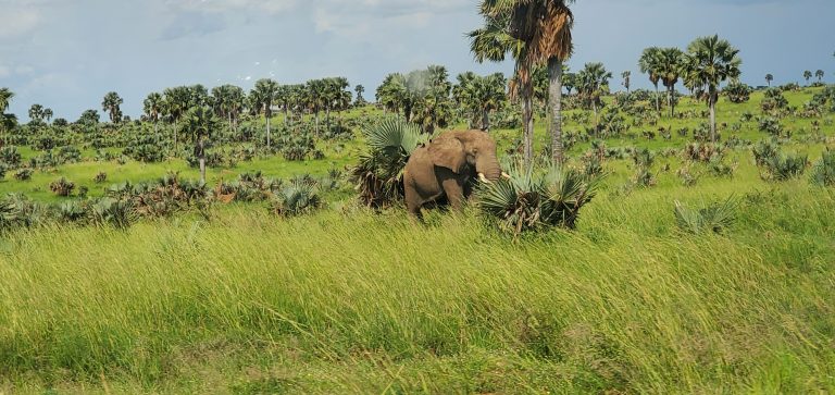 Corridors Under Siege: Climate Change Forcing Elephants to Rewrite Ancient Migration Routes in Uganda