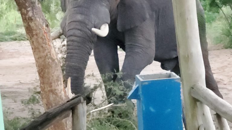 Corridors Under Siege: Climate Change Forcing Elephants to Rewrite Ancient Migration Routes in Uganda