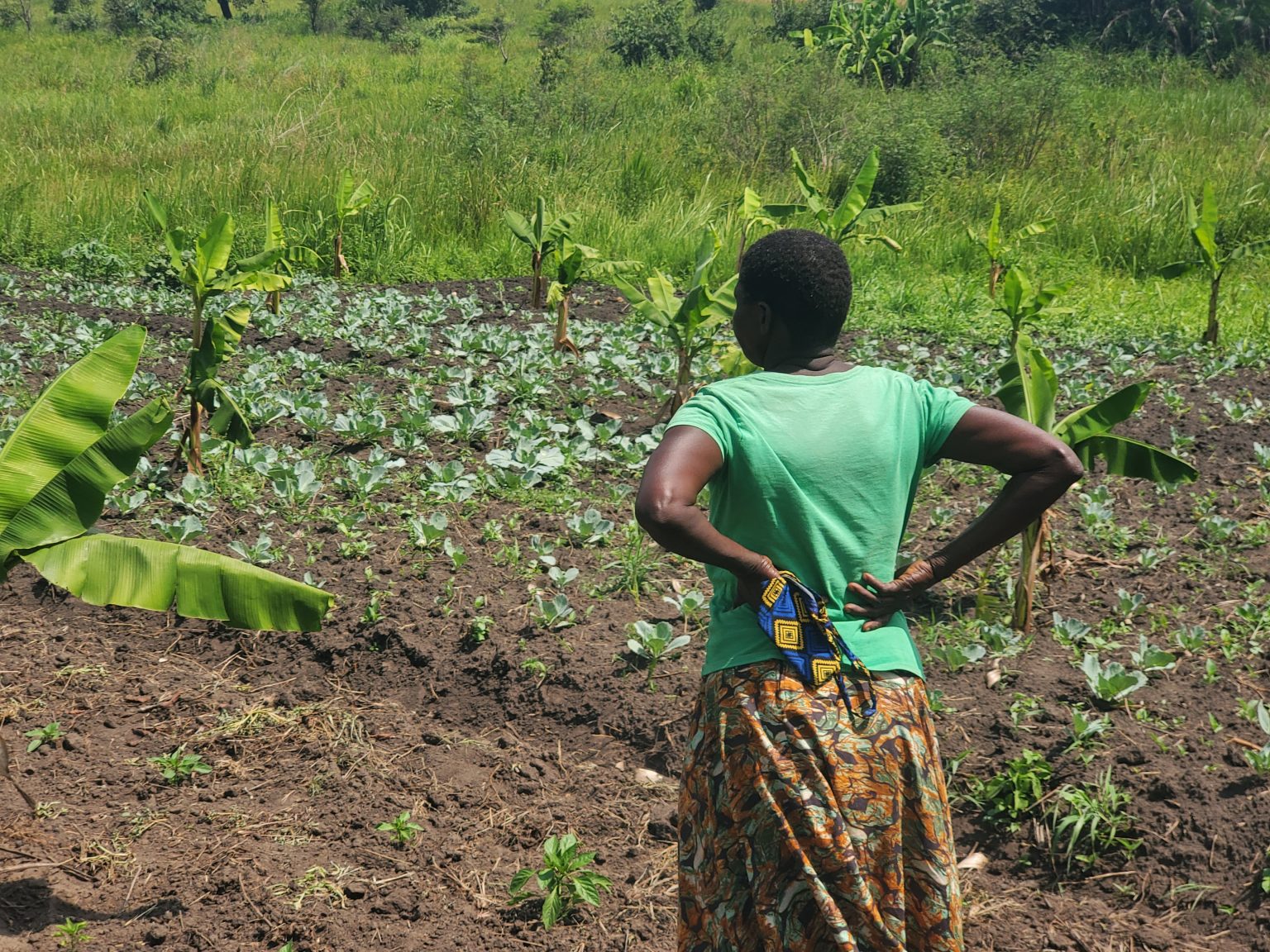 Hunger Deepens in Acholi as Prolonged Dry Spells Trigger Deadly Food ...