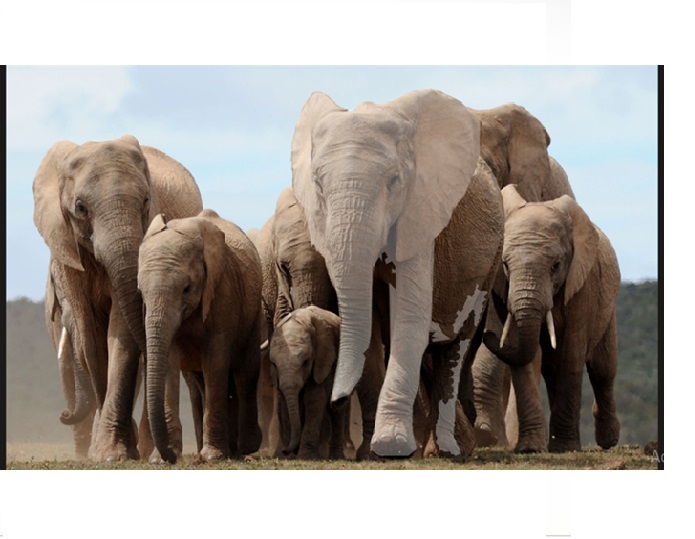 A fragile recovery: Are shrinking habitats behind the shifting elephant population trends?