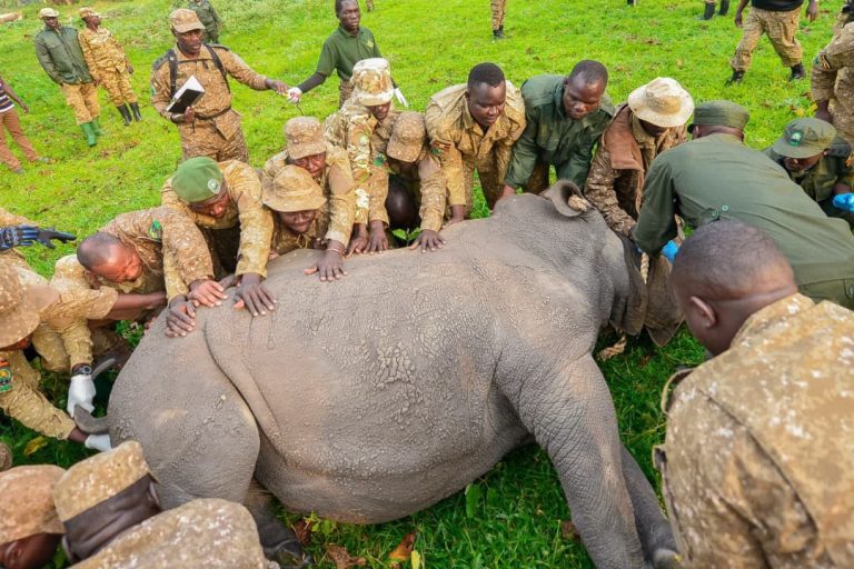 Beyond the Numbers: How Uganda Is Building a Genetically Diverse Rhino Population